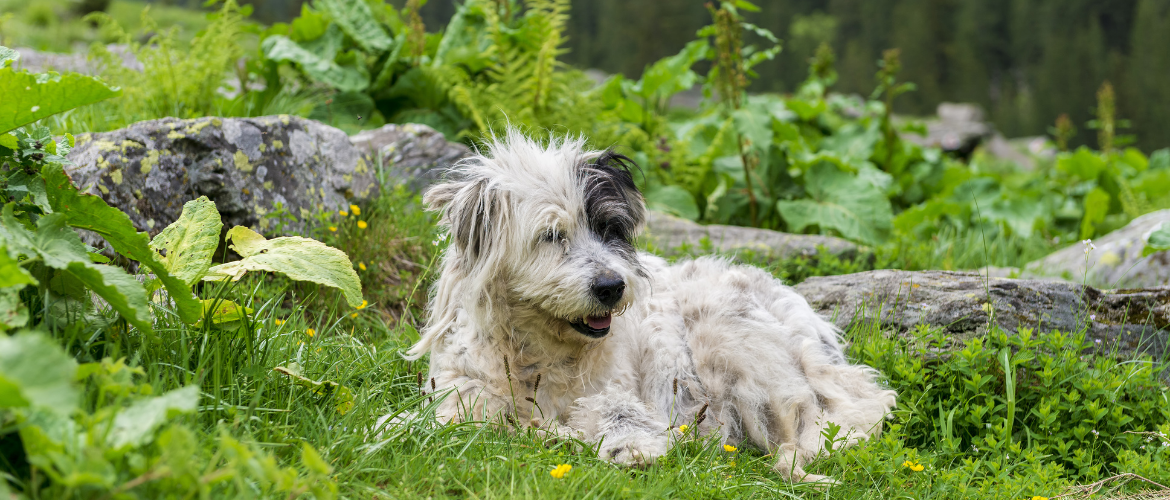 Hunderasse Mioritic im Portrait edogs.de Magazin