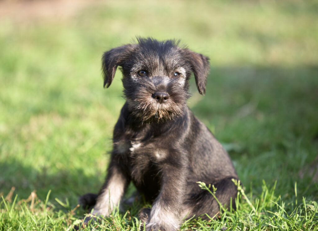 Mittelschnauzer Welpe