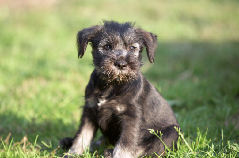 Mittelschnauzer Welpe