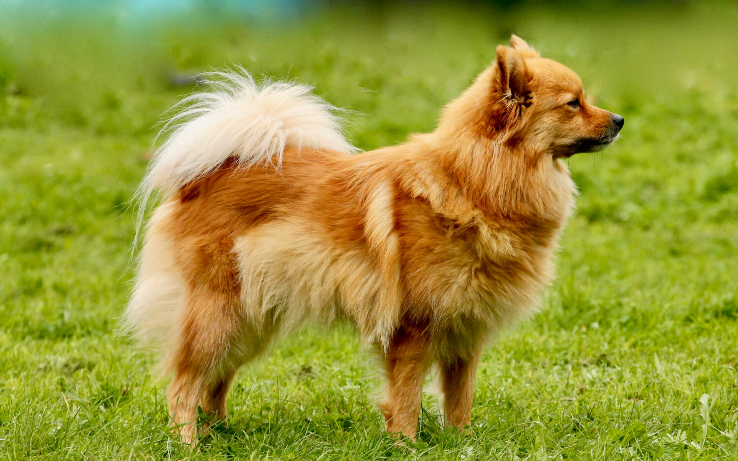 Mittelsptz: Brauner Hund auf Wiese