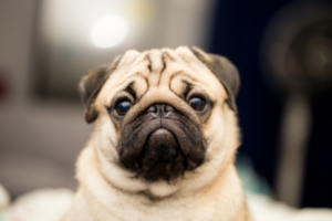 Hund Mops