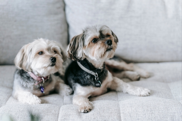 Zwei Morkie liegen auf dem Sofa