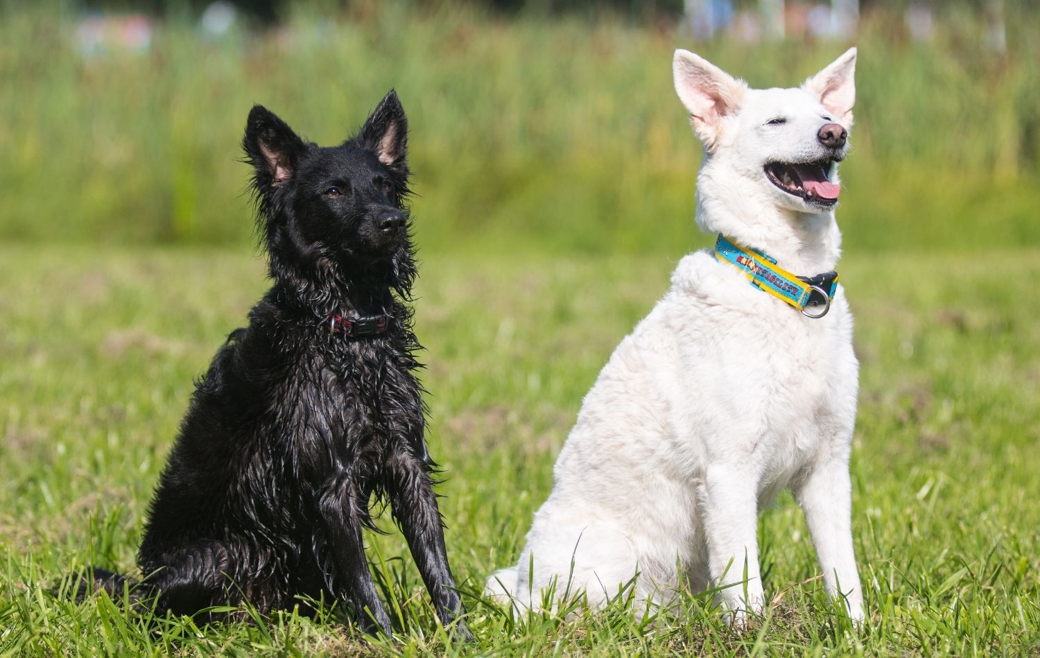 Mudis können tolle Familienhunde Werden, solange sie ausgelastet sind.