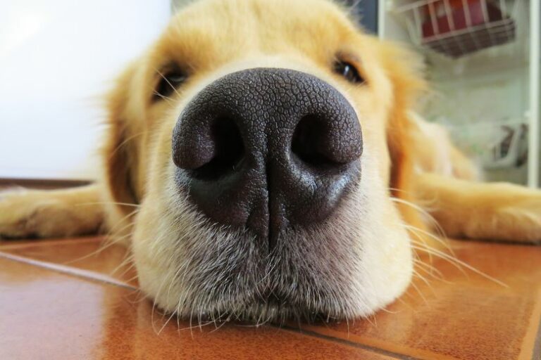 Nasenbluten beim Hund – was Hundehalter wissen sollten