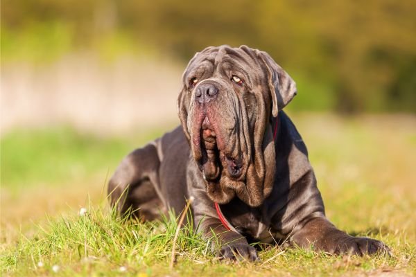 Großer, grauer Hund mit sehr vielen Hautfalten.