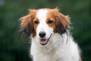 Nederlandse Kooikerhondje Kopf