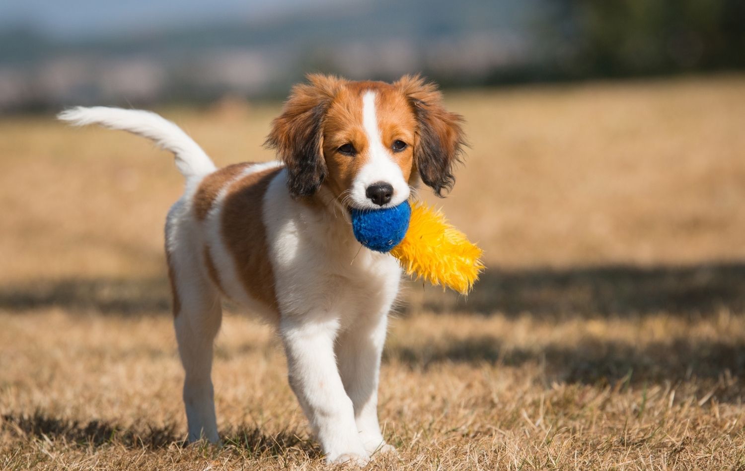 Nederlandse Kooikerhondje Welpe