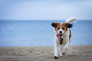 Nederlandse Kooikerhondje im Auslauf