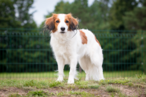 Nederlandse Kooikerhondje im Portrait