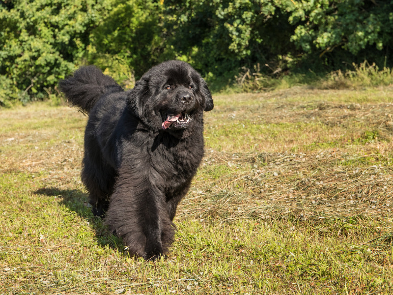 Neufundländer im Auslauf