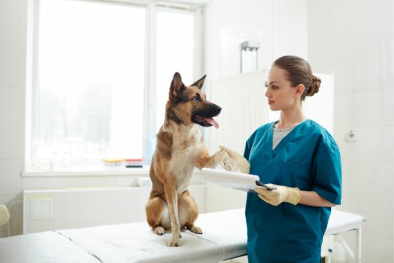 Schilddrüsenunterfunktion beim Hund – Symptome & Behandlung