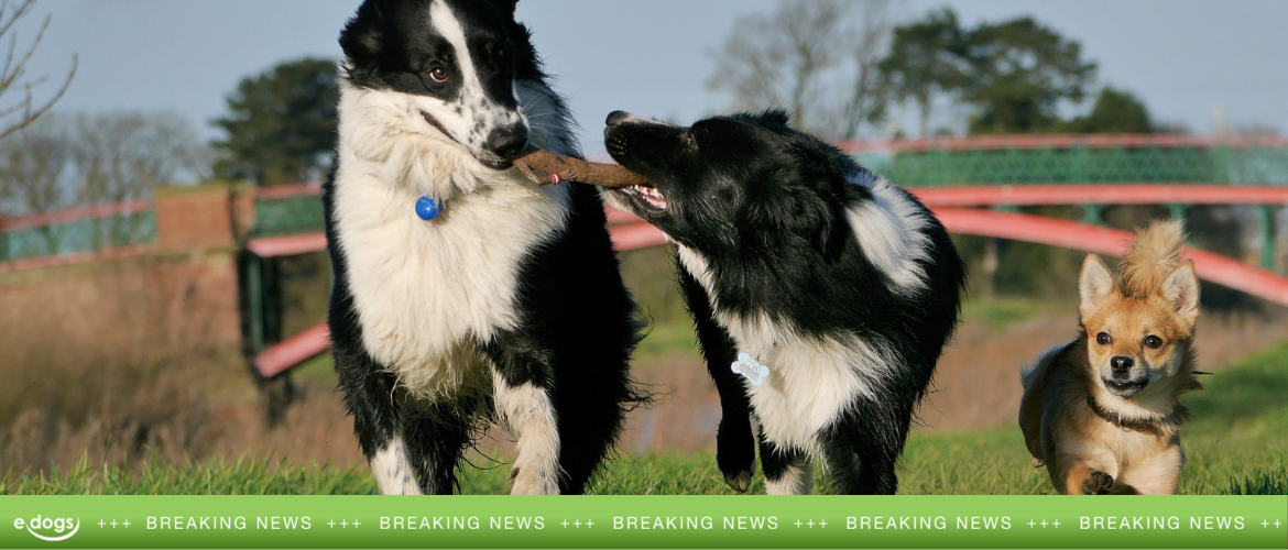 Hund in Bochum große Wiedersehensfreude im Tierheim! edogs
