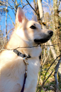 Norwegischer Buhund im Wald