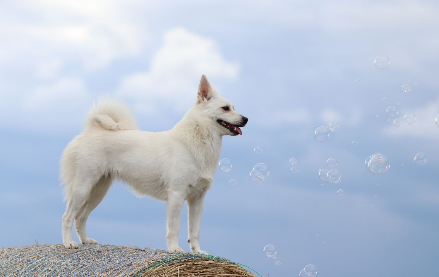 Norwegischer Buhund von der Seite