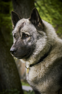 Norwegischer Elchhund Kopf