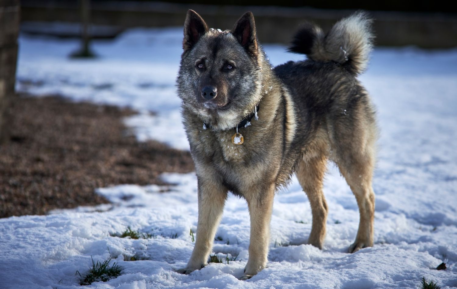 Norwegischer Elchhund im Schnee