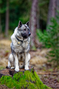 Norwegischer Elchhund im Wald