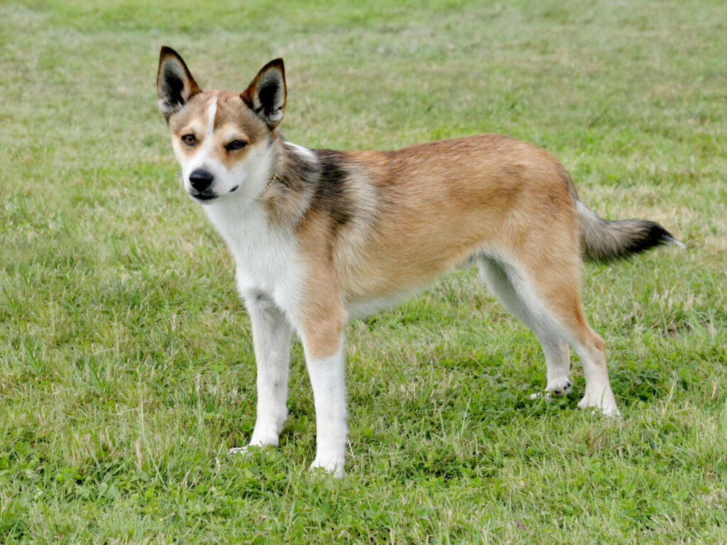 Norwegischer Lundehund in der Natur