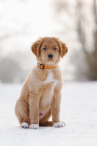 Nova Scotia Duck Tolling Retriever Welpe