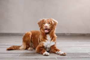 Nova Scotia Duck Tolling Retriever im Liegen