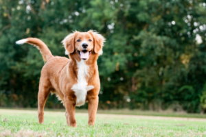 Nova Scotia Duck Tolling Retriever im Portrait