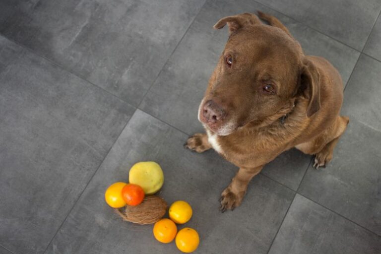 Obst für Hunde – Welches Obst dürfen Hunde fressen, welches nicht?