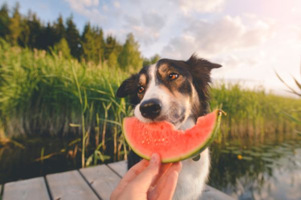Obst für Hunde: Hund isst Wassermelone