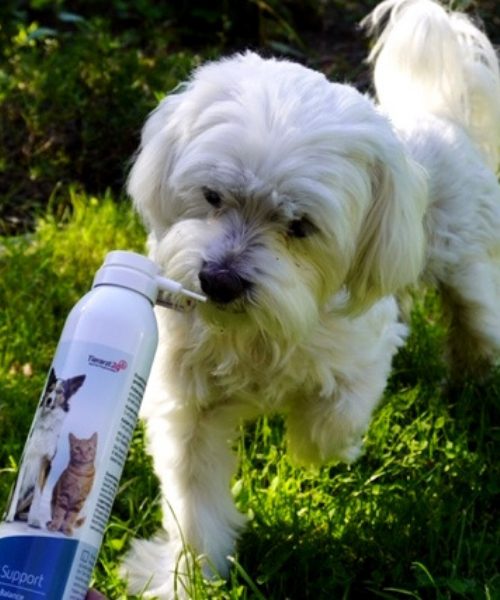 Erfahrungen mit dem Ergänzungsfuttermittel Omega3 Support edogs.de