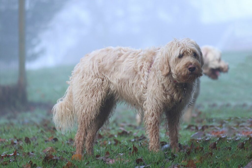 Otterhund steht auf Gras