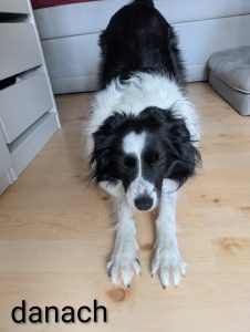 Erfahrungen mit Brit Care Mini: Testhund Donna glücklich und streckt sich