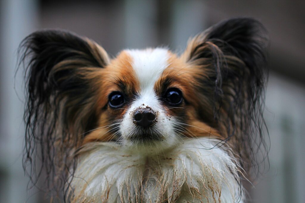 Französische Hunderassen: Papillon