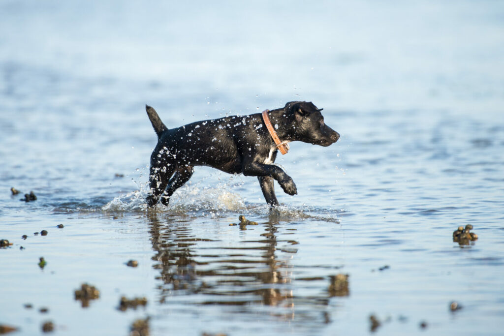Patterdale-Terrier-schwarz-Wasser