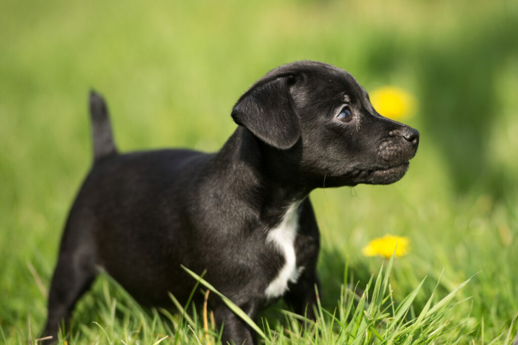 Patterdale Terrier Welpe