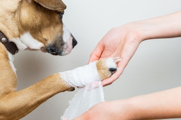 Hund hat Pfote verletzt: Pfotenverband anlegen