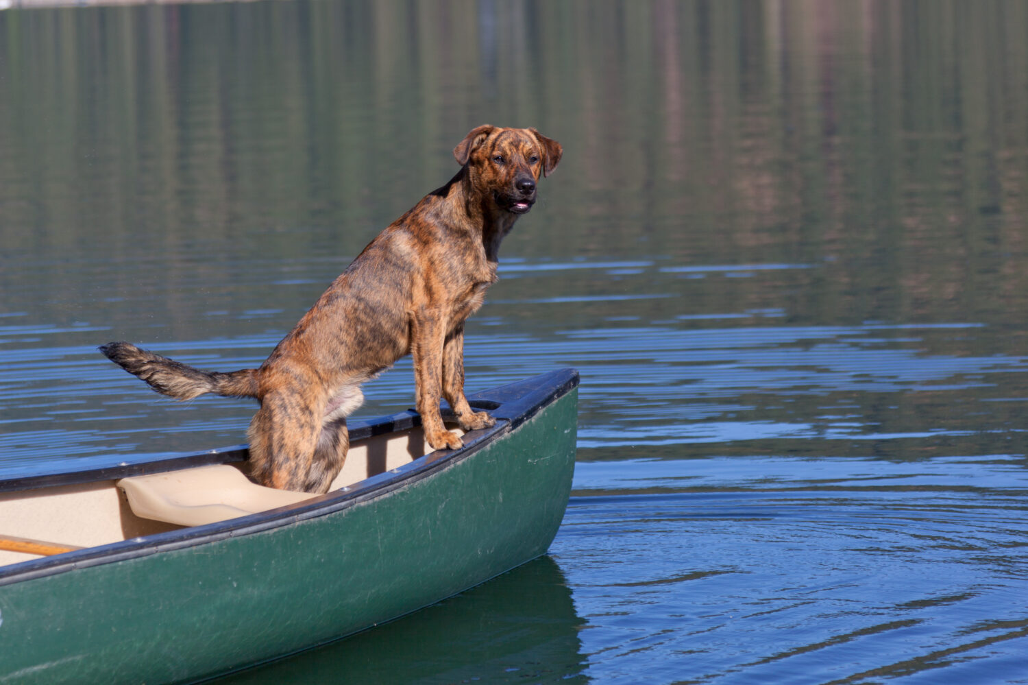 Plott Hound sitzt in einem Boot