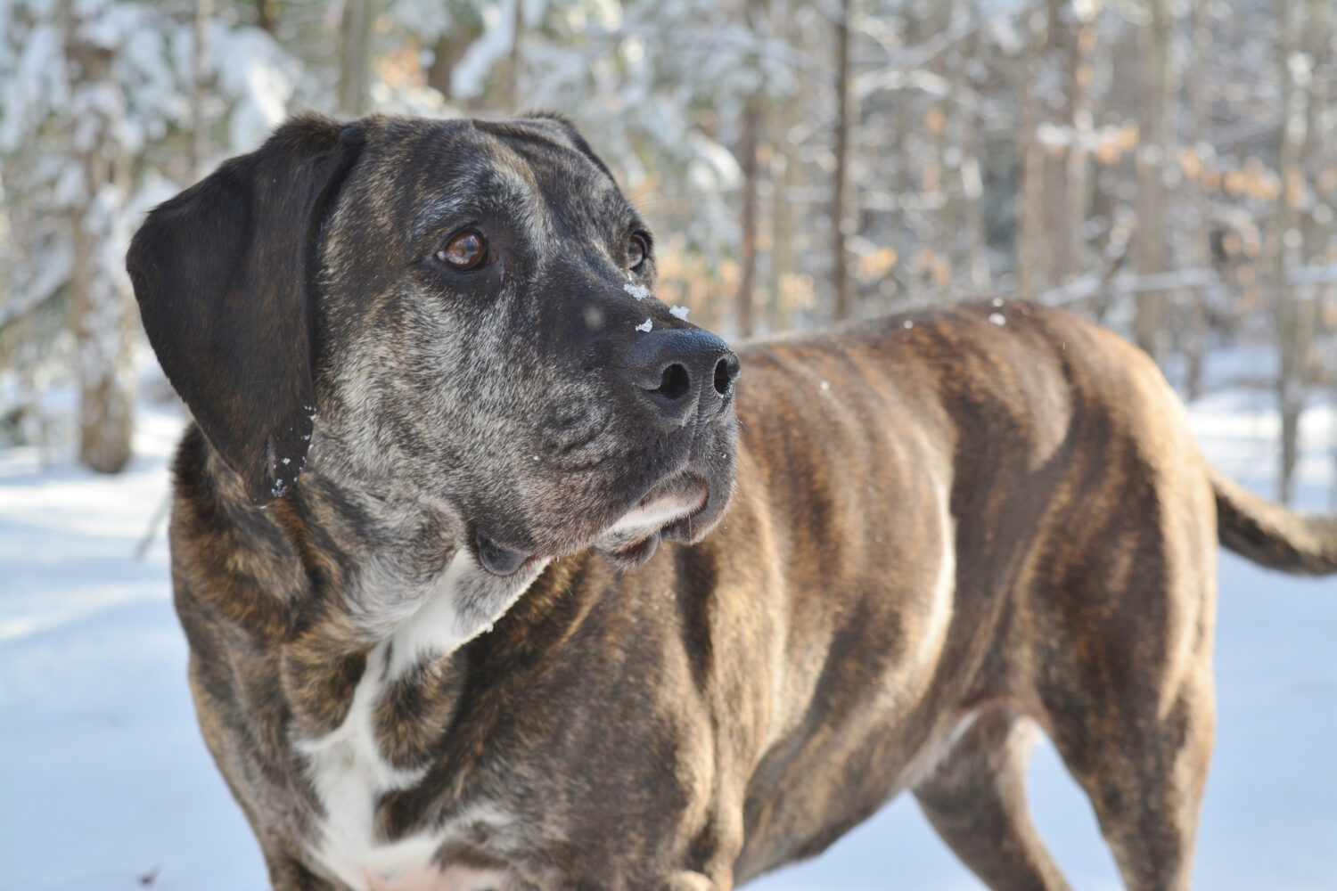 Plott Hound im Schnee