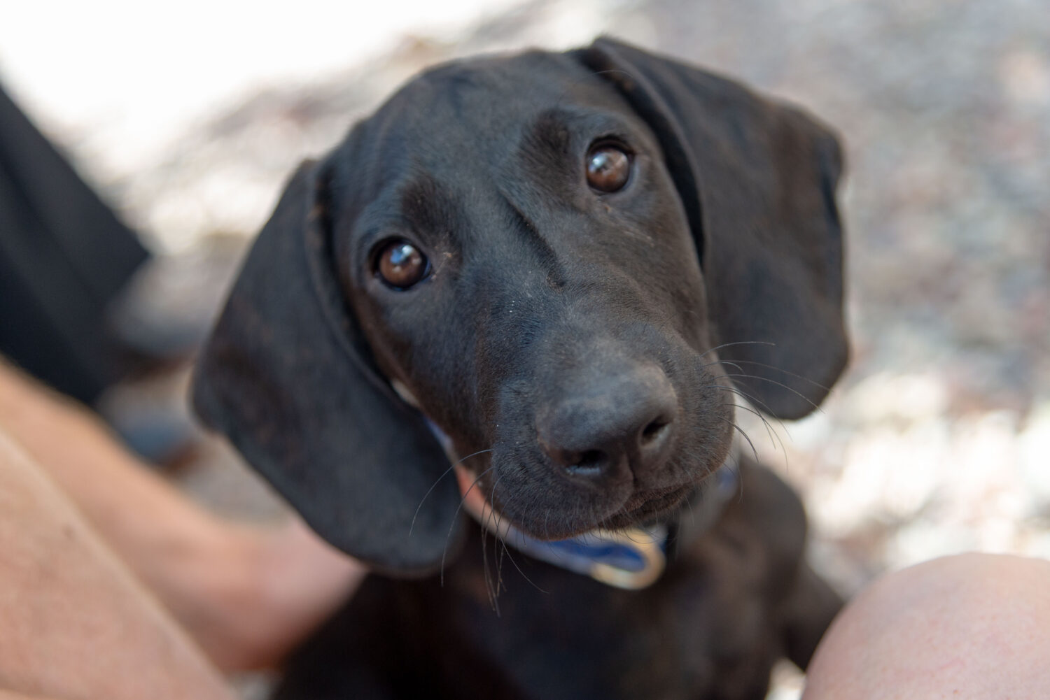 Plott Hound Welpe