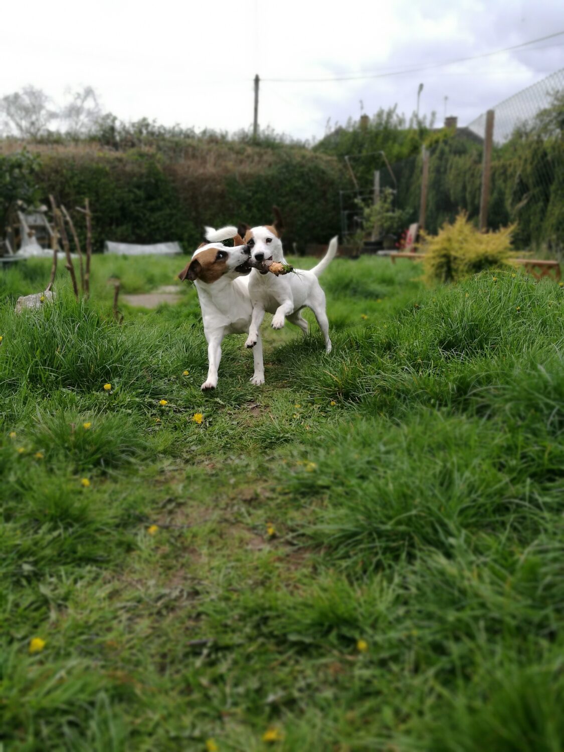 Plummer Terrier spielen