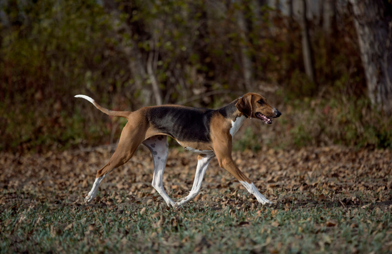 Poitevin - Steckbrief, Charakter, Wesen & Haltung des Jagdhundes