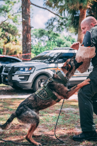 Polizeihund Ausbildung