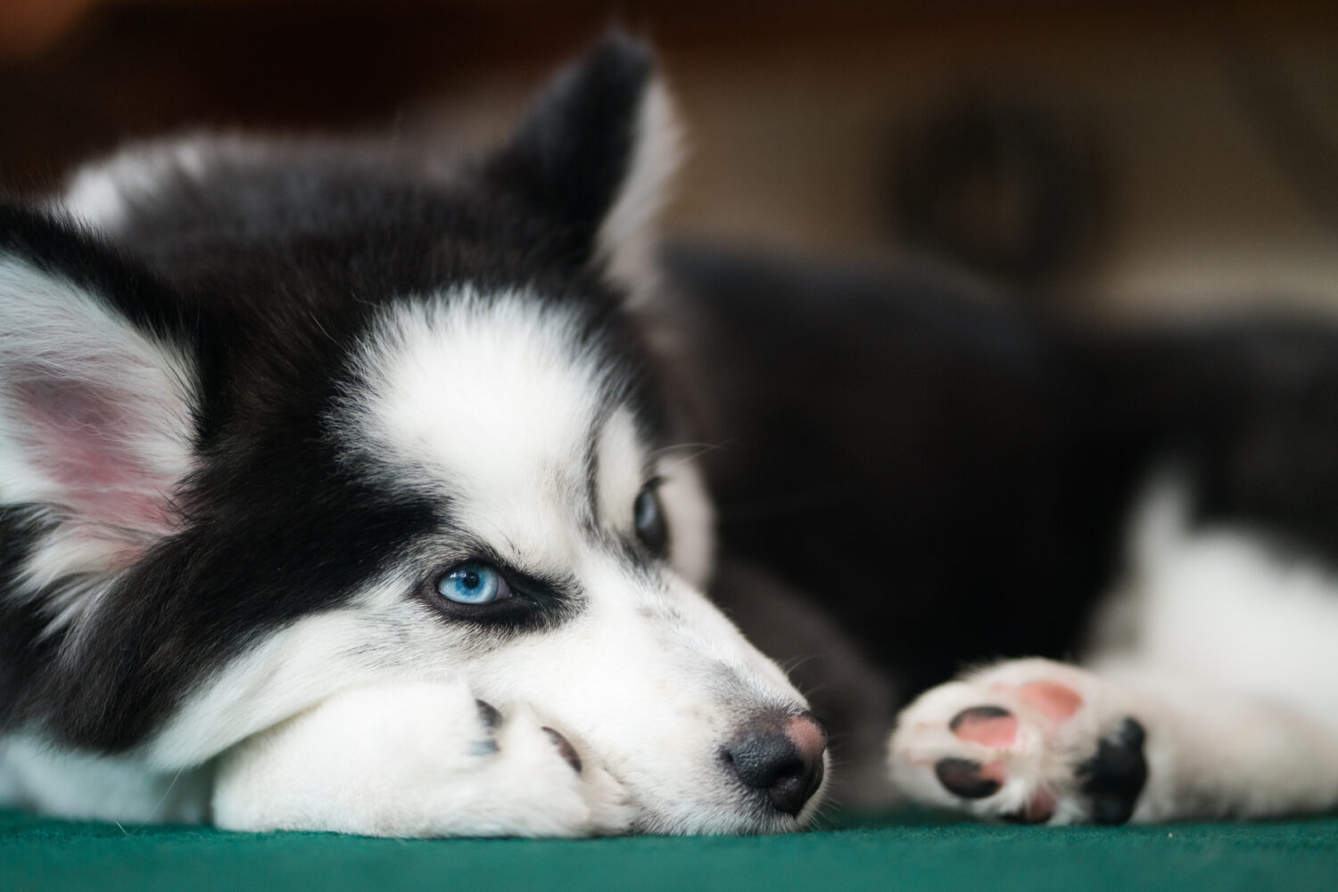 Pomsky im Liegen