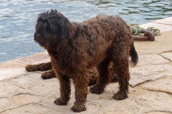 Portugiesischer Hütehund am Wasser