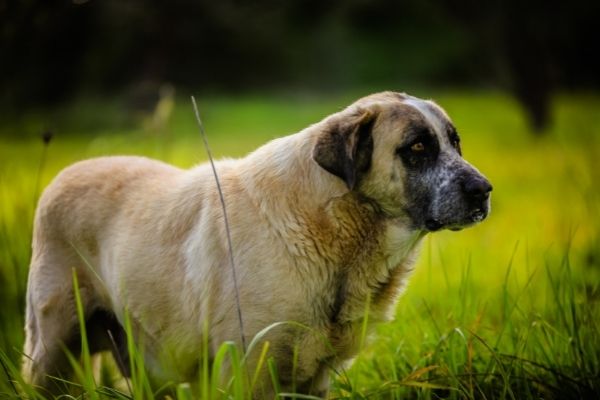 Portugiesischer Hütehunde