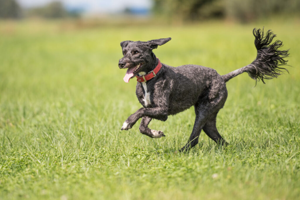 Portugiesischer Wasserhund im Auslauf