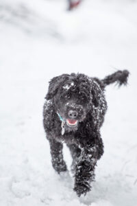Portugiesischer Wasserhund im Schnee