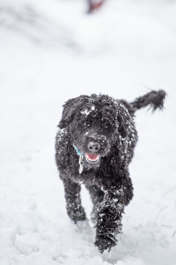 Portugiesischer Wasserhund im Rasseportrait edogs