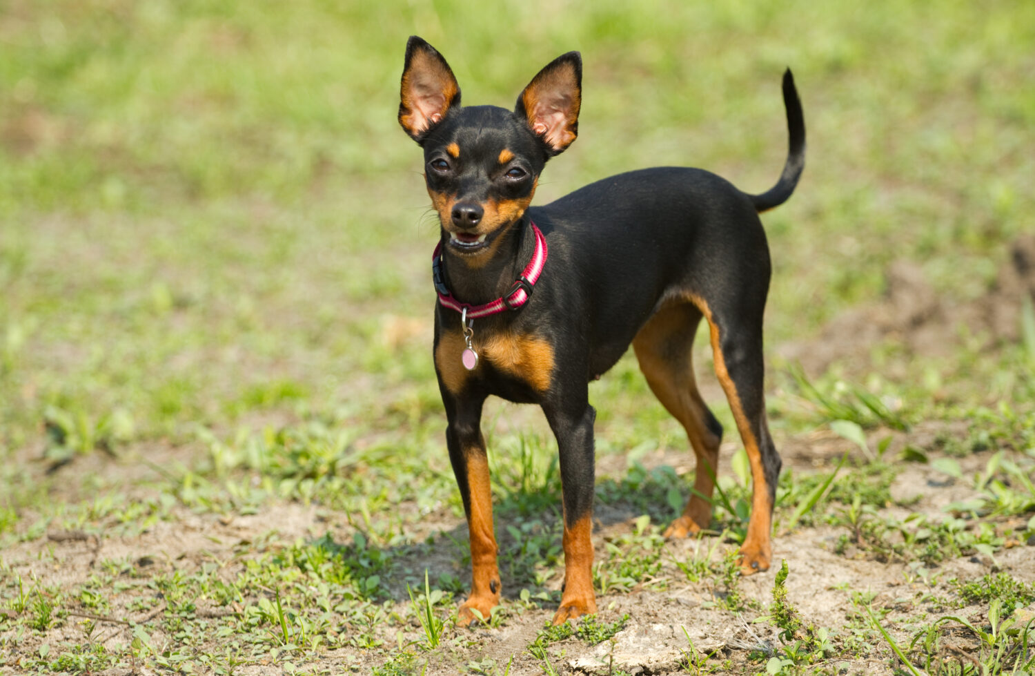 Prager Rattler Im Rasseportrait Edogs
