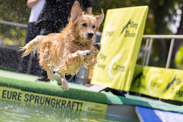 Produkt des Monats - Canosan: Hund springt in Wasser