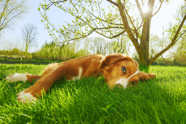 Produkt des Monats - Canosan: Hund liegt auf einer Wiese