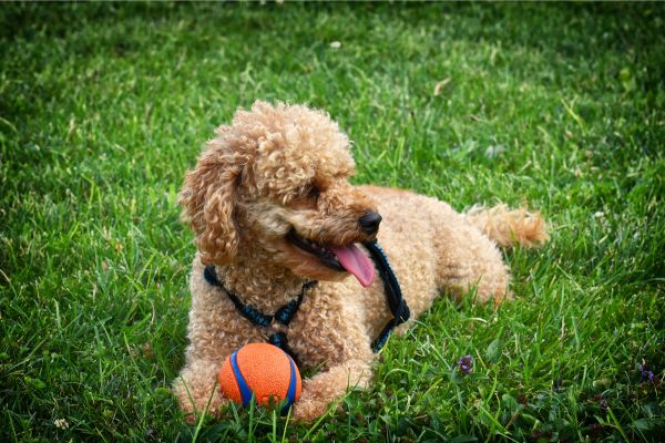 Pudel liegt auf einer Wiese mit eine Ball
